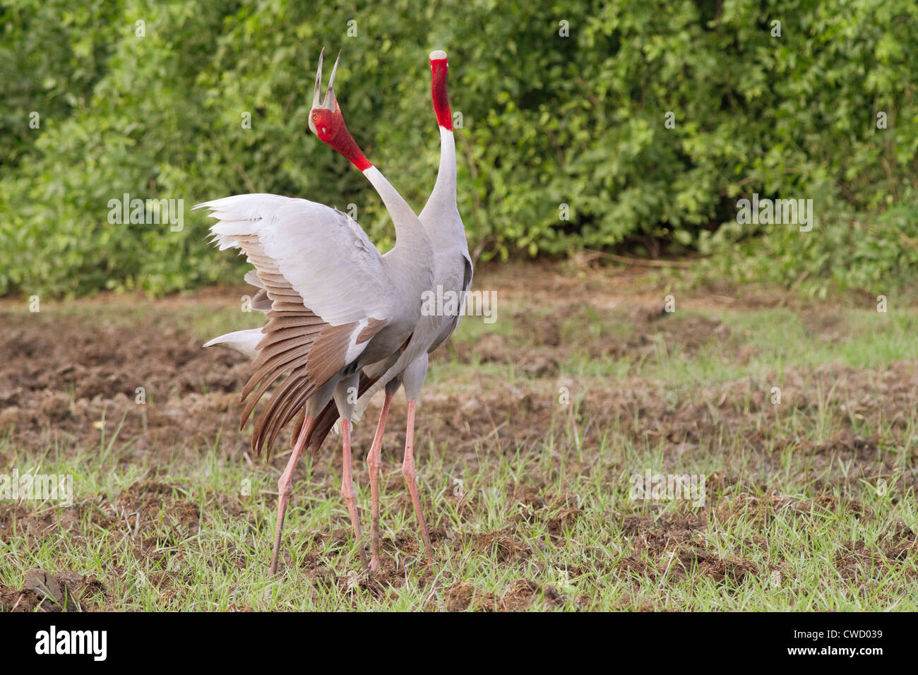 Stilicho Kraniche (Grus Antigone) Berufung (im Hintergrund ein bisschen geklont) Stockfoto