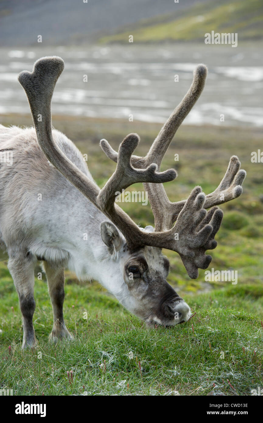 Svalbard-Rentiere, Rangifer Tarandus Platyrhynchus, Spitzbergen, Svalbard, Arktis Stockfoto