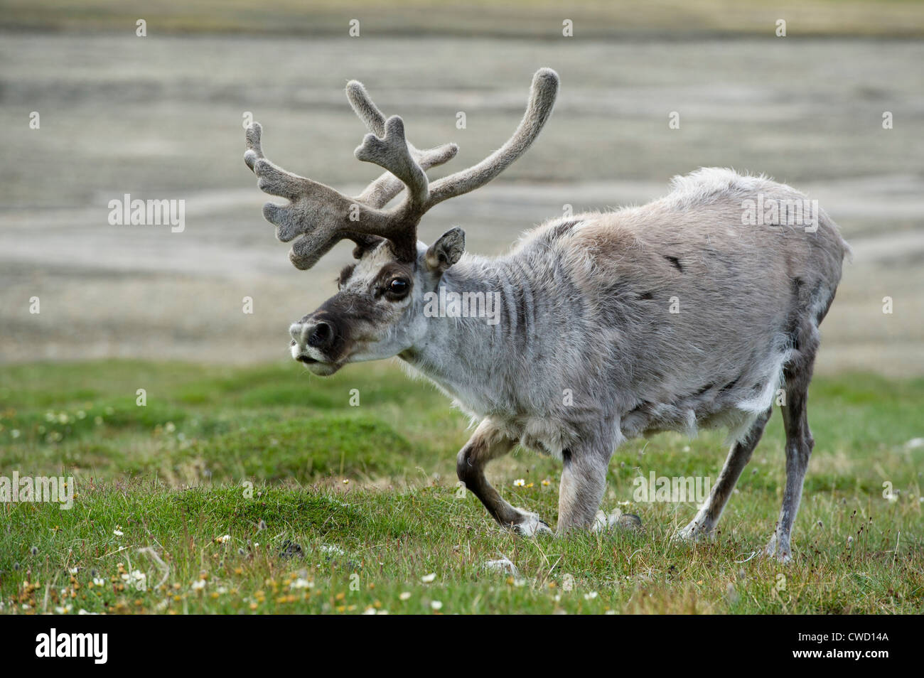 Svalbard-Rentiere, Rangifer Tarandus Platyrhynchus, Spitzbergen, Svalbard, Arktis Stockfoto