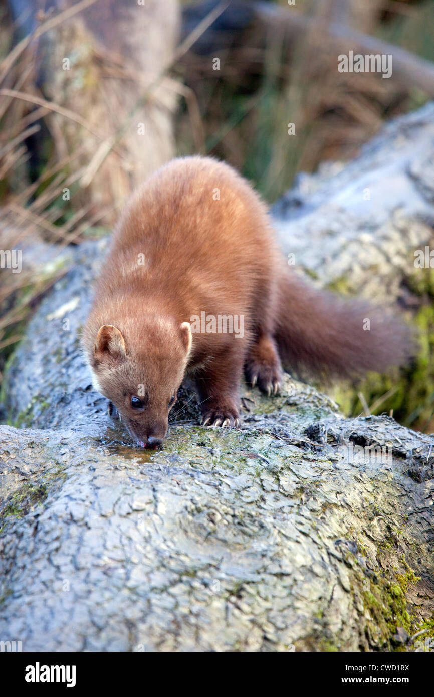 Baummarder; Martes Martes; Cairngorm; Schottland; UK Stockfoto