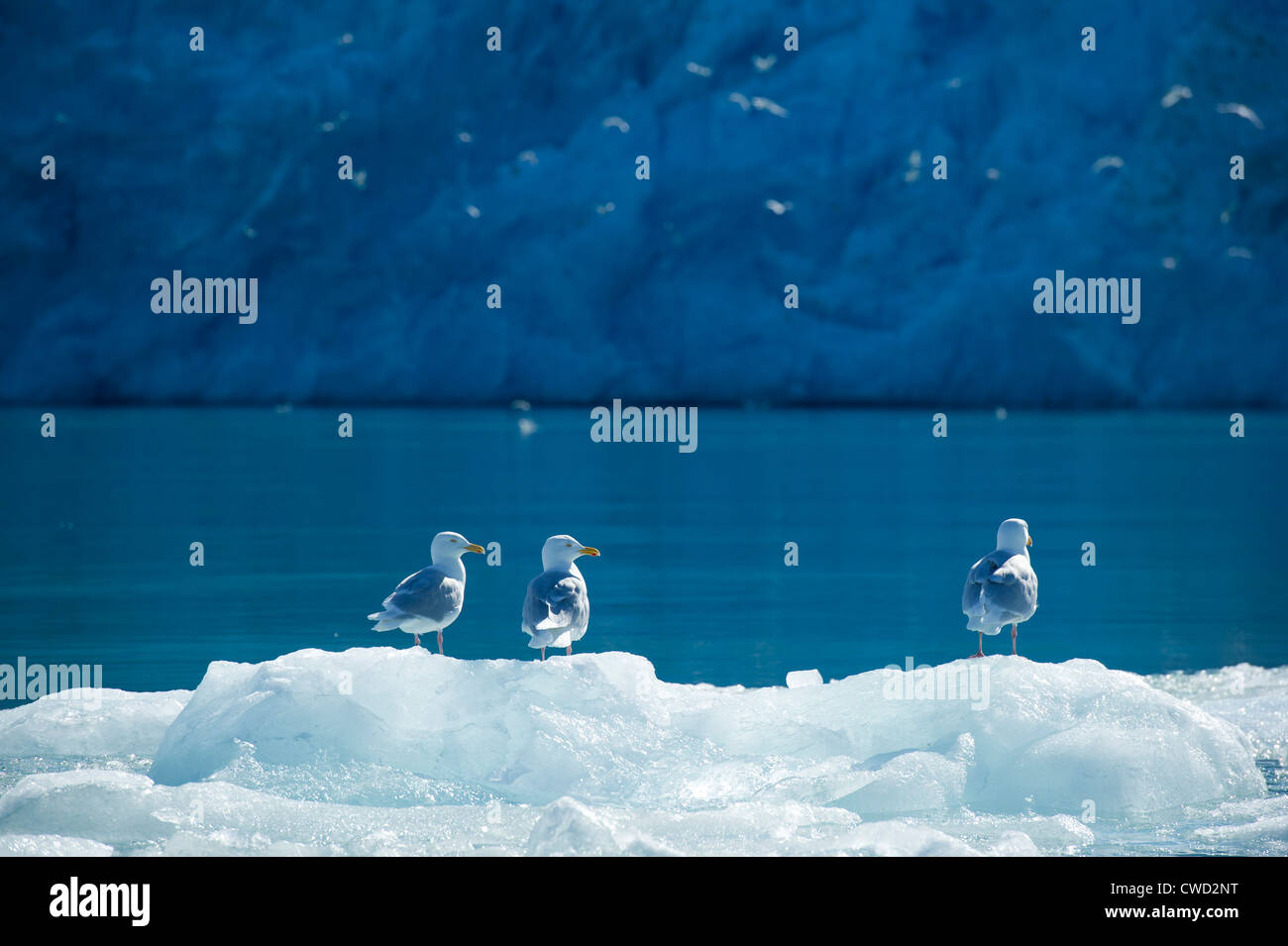 Glaucous Möwen Larus Hyperboreus, Smeerenburg Gletscher, Spitzbergen, Svalbard, Arktis Stockfoto