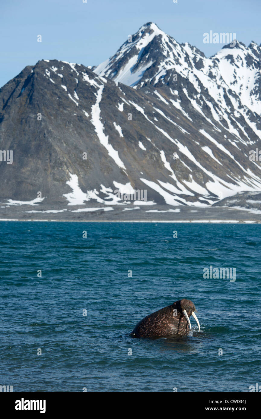 Walross, Odobenus Rosmarus, Spitzbergen, Svalbard, Arktis Stockfoto