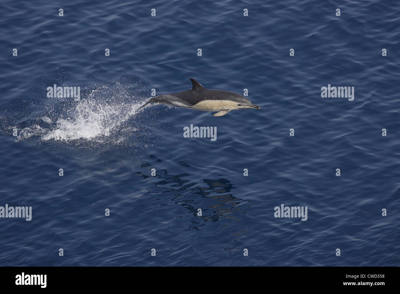 Kurzer Schnabel Common Dolphin Delphinus Delphis Bucht von Biskaya Stockfoto