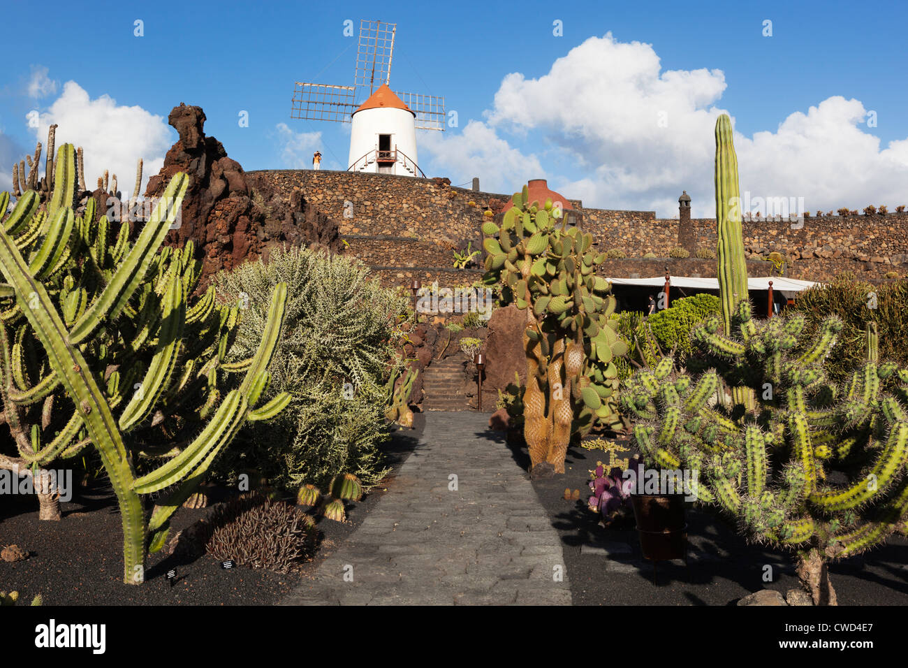 Jardin de Cactus (Kaktusgarten) mit Windmühle Stockfoto