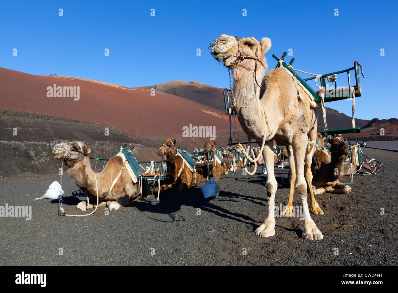 Parque Nacional de Timanfaya (Nationalpark Timanfaya) - Dromedar Fahrten auf den Hängen des Berges Timanfaya Stockfoto