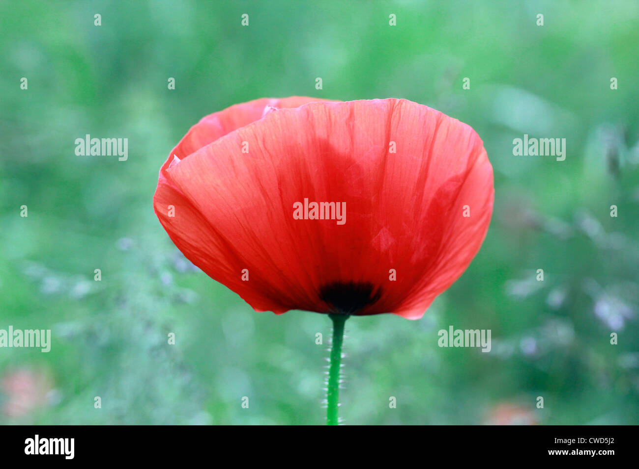 Wilder Mohn im Feld Stockfoto