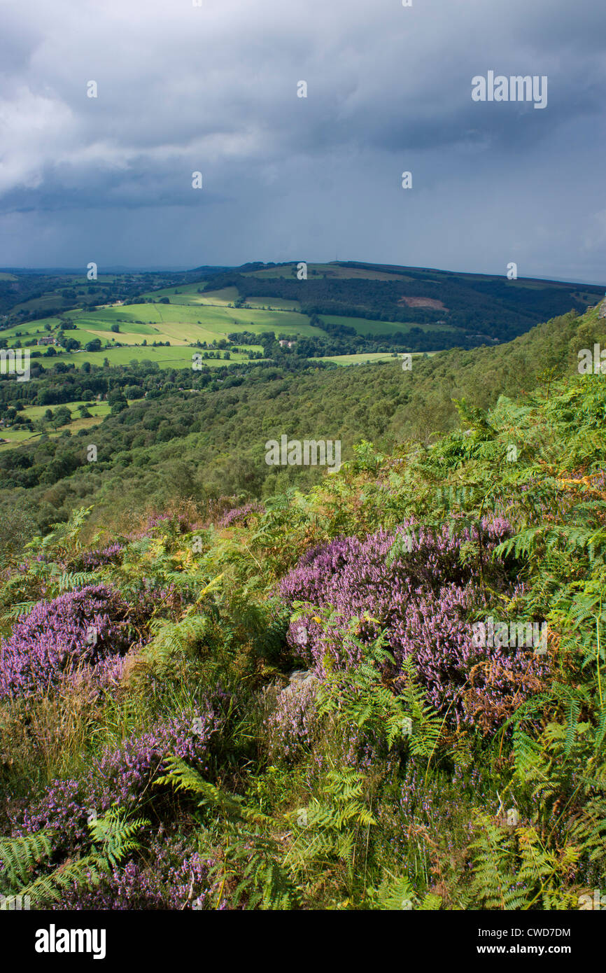 Lila Heidekraut, Curbar Rand, Peak District, Derbyshire Stockfoto