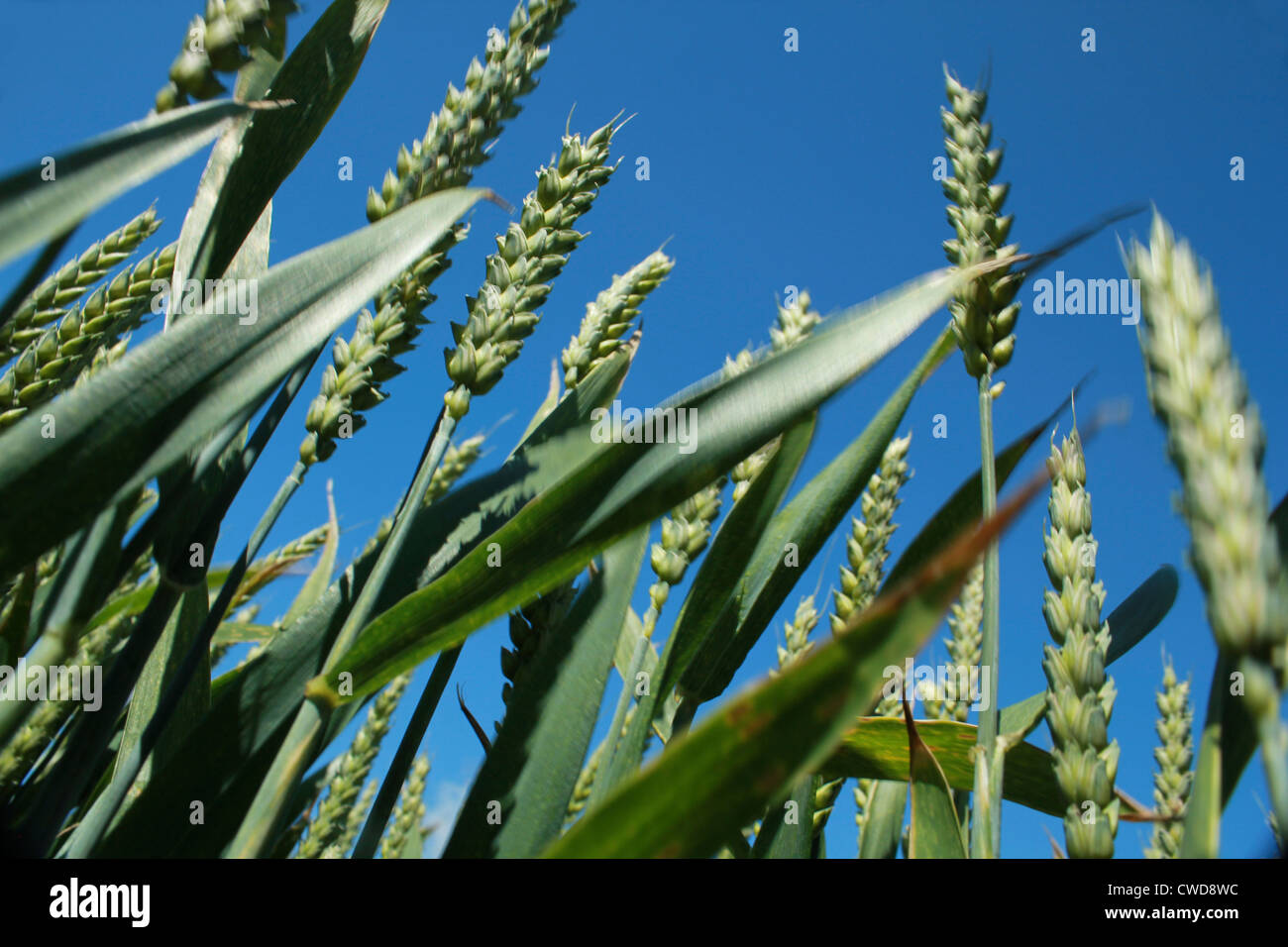Jungen Weizen gegen blauen Himmel Stockfoto