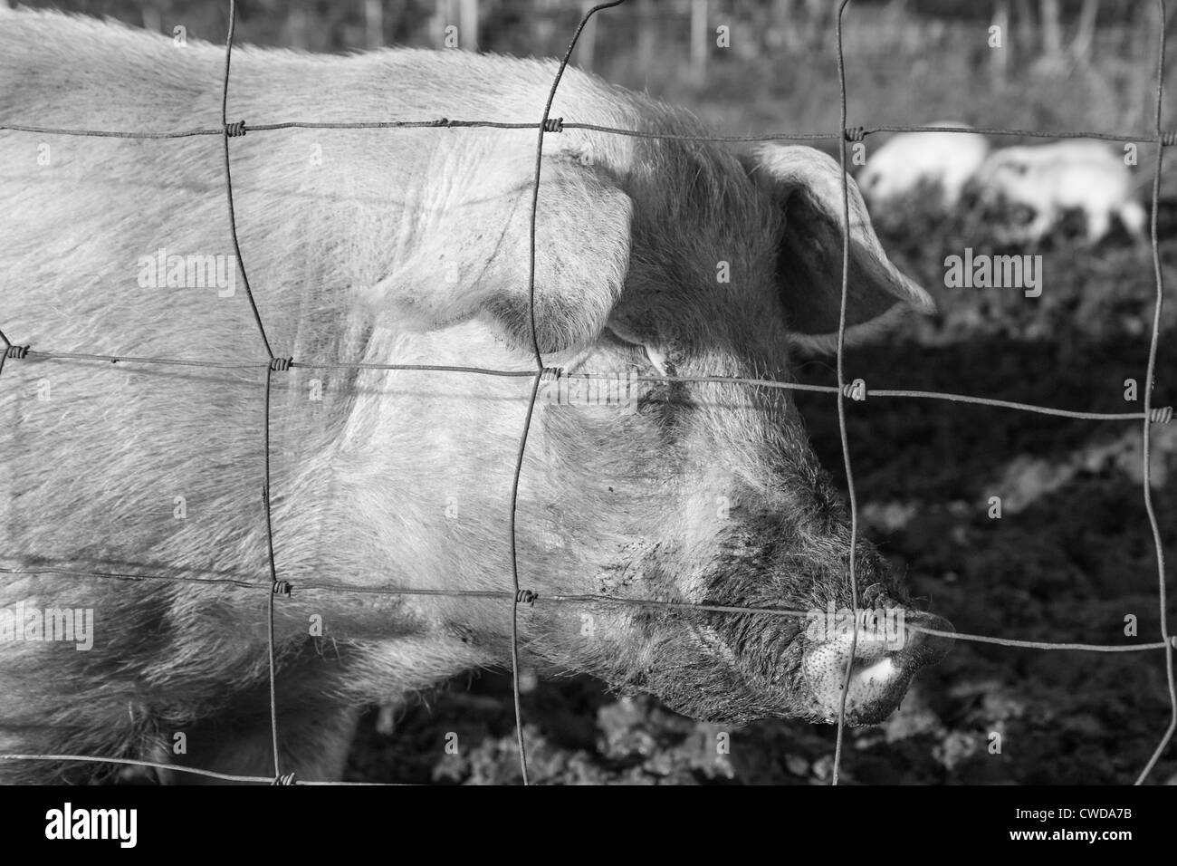 Glückliches Schwein in einem Feld Stockfoto