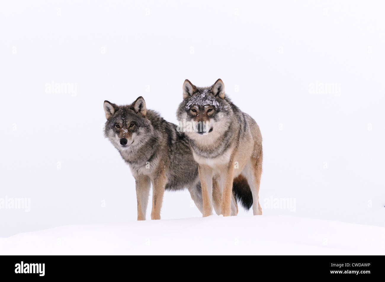 Zwei Wölfe auf einem Schnee-Hügel in Polar Zoo, Bardu Norwegen Stockfoto