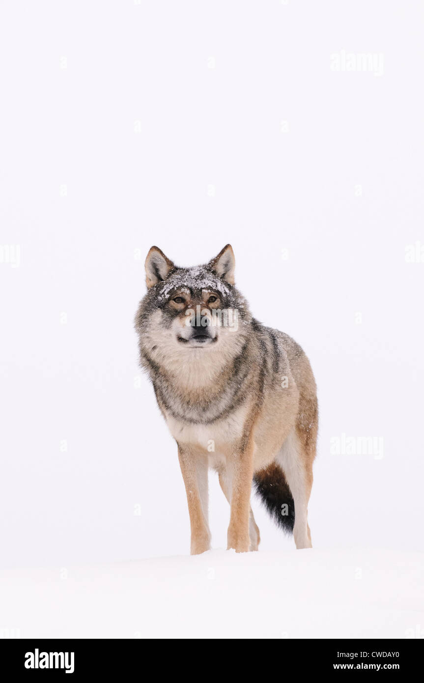 Einsamer Wolf im Schnee (gefangen) Stockfoto