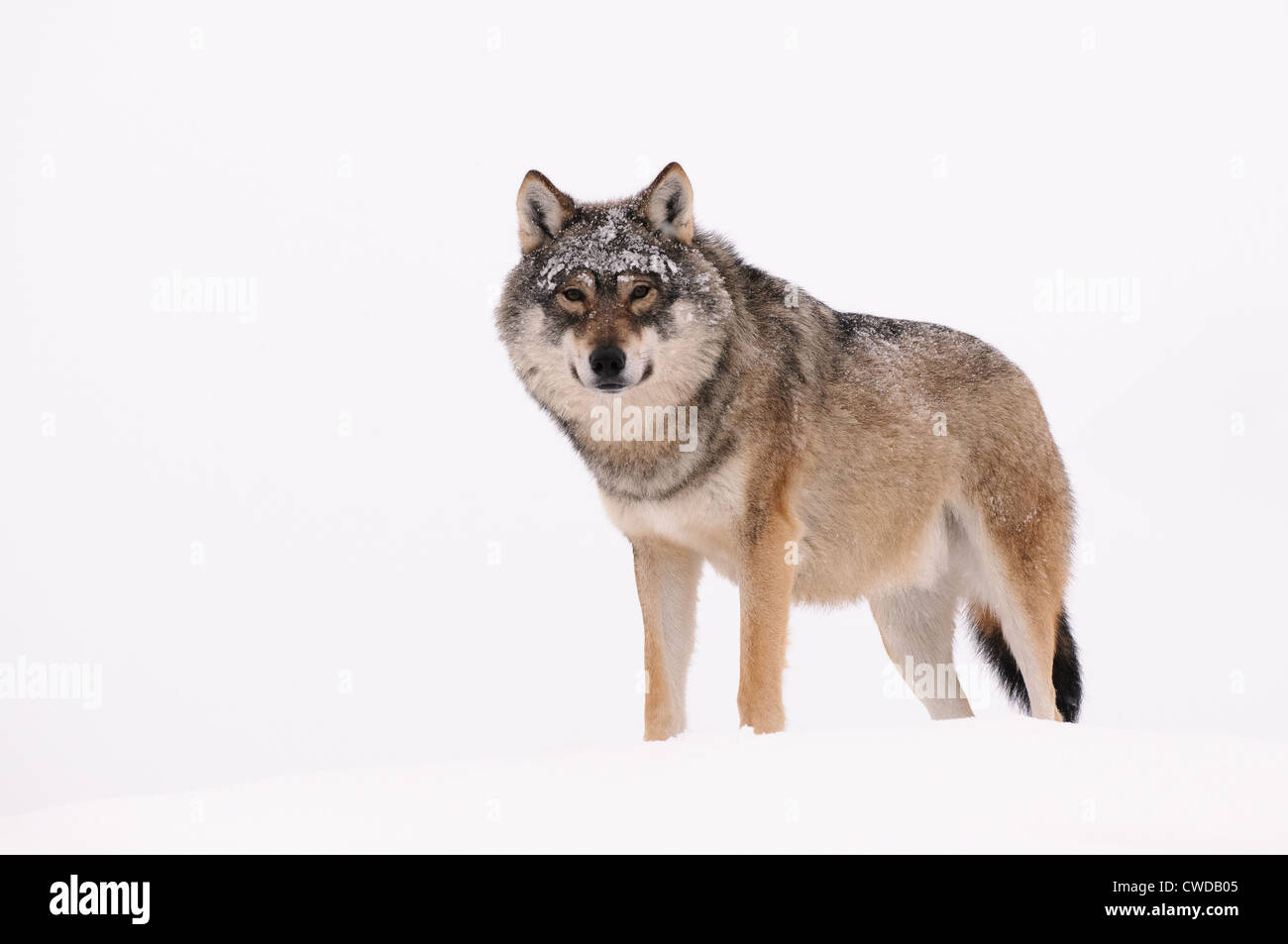 Einsamer Wolf im Schnee auf einem Hügel Stockfoto