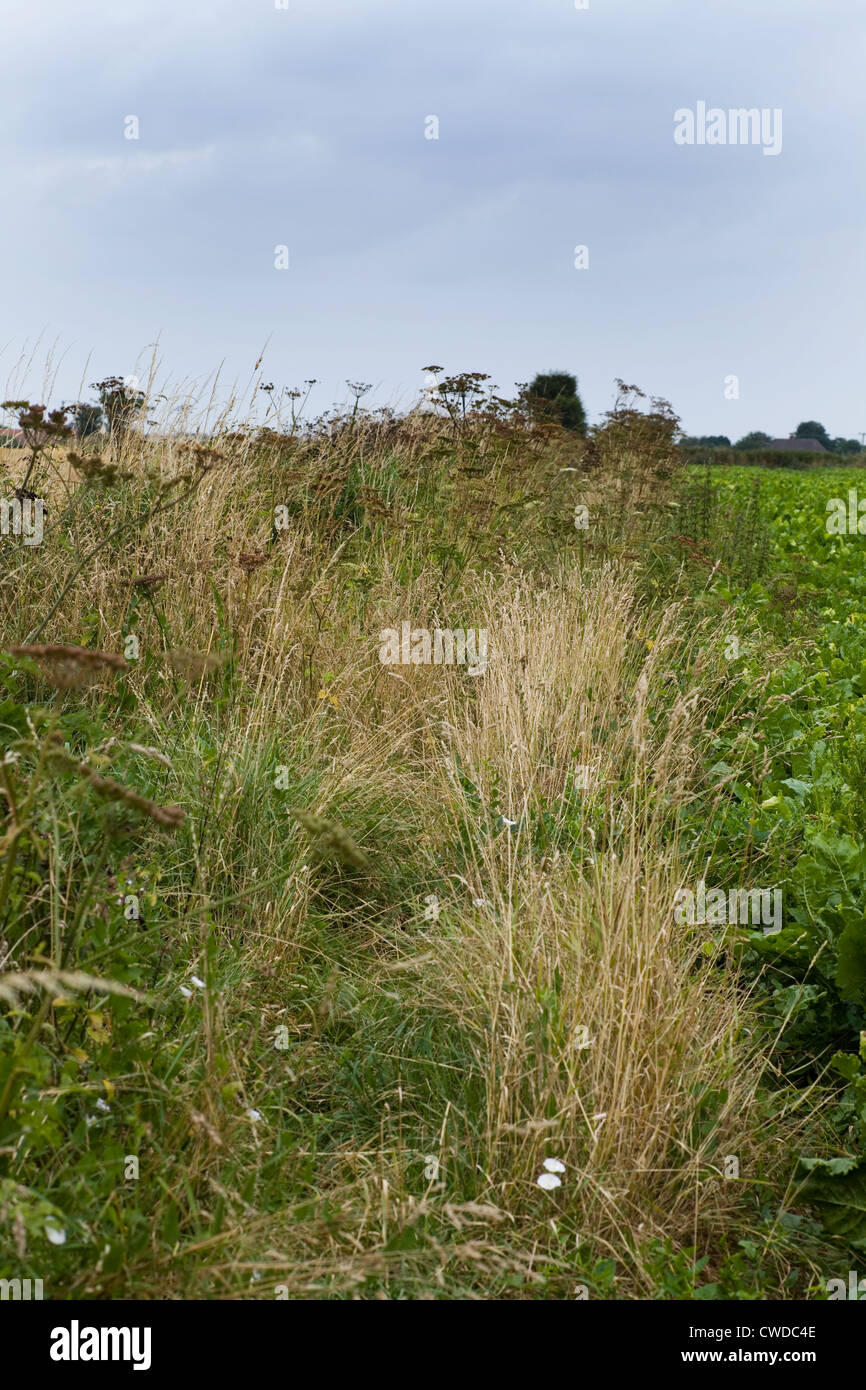 Überwucherten öffentlichen Fußweg in Norfolk Landschaft, UK. Stockfoto