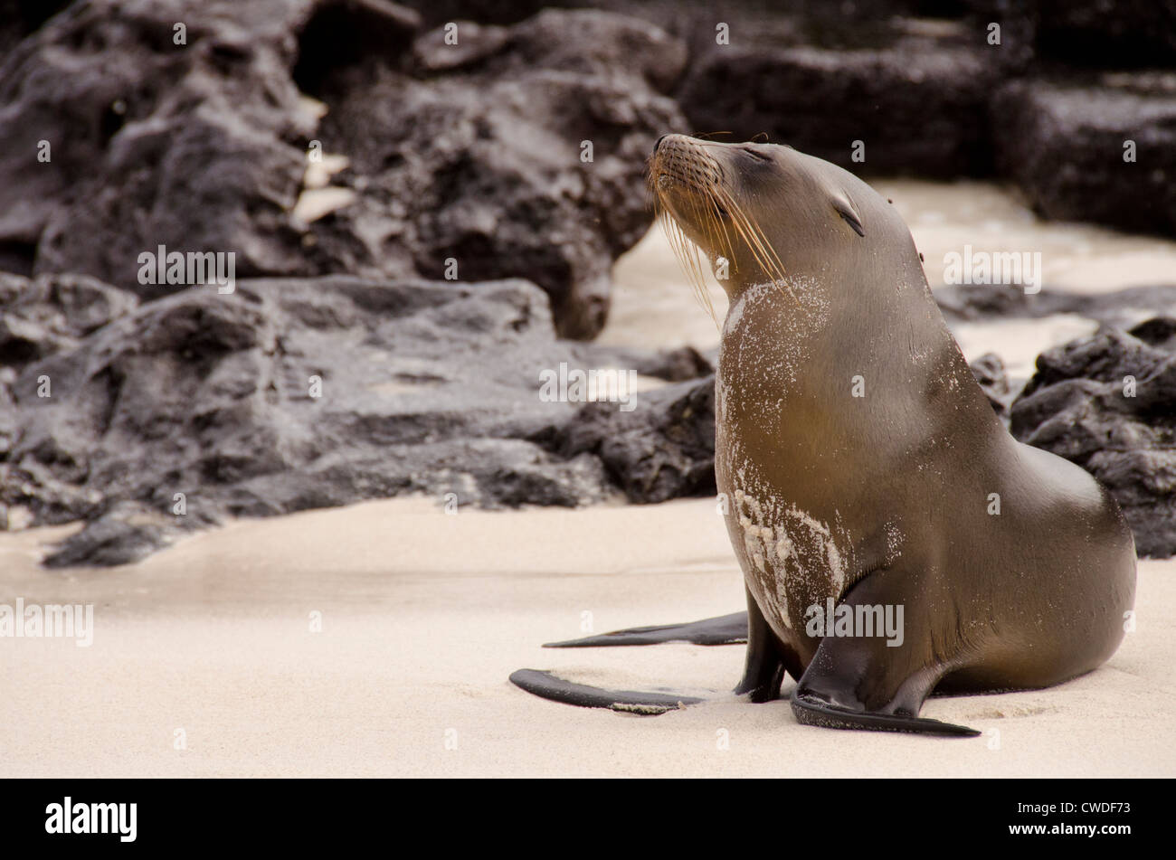 Ecuador, Galapagos, Sombrero Chino. Endemischer Galapagos-Seelöwe (WILD: Zalophus Wollebacki) auf Lava Felsen am Strand. Stockfoto