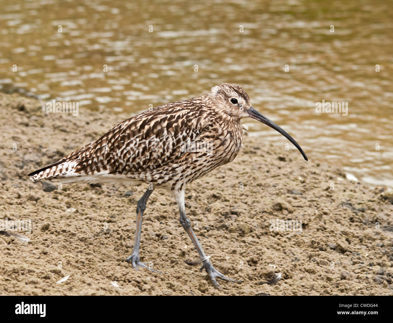 Brachvogel auf ein kratzen an einem lokalen Naturschutzgebiet Stockfoto