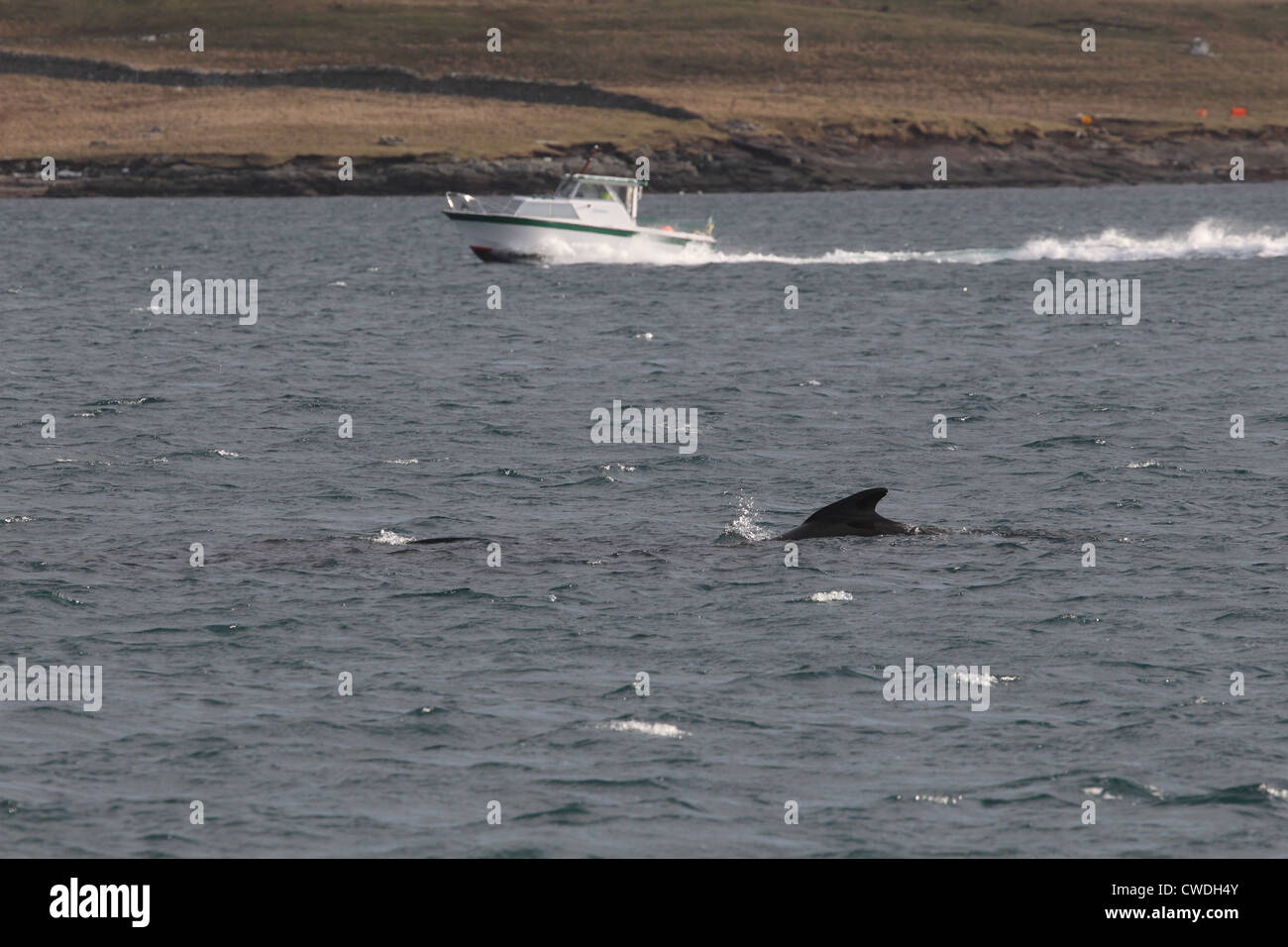 Weißen Pilotwal Globicephala Melas Lerwick Shetland-Inseln Schottland, Vereinigtes Königreich Stockfoto