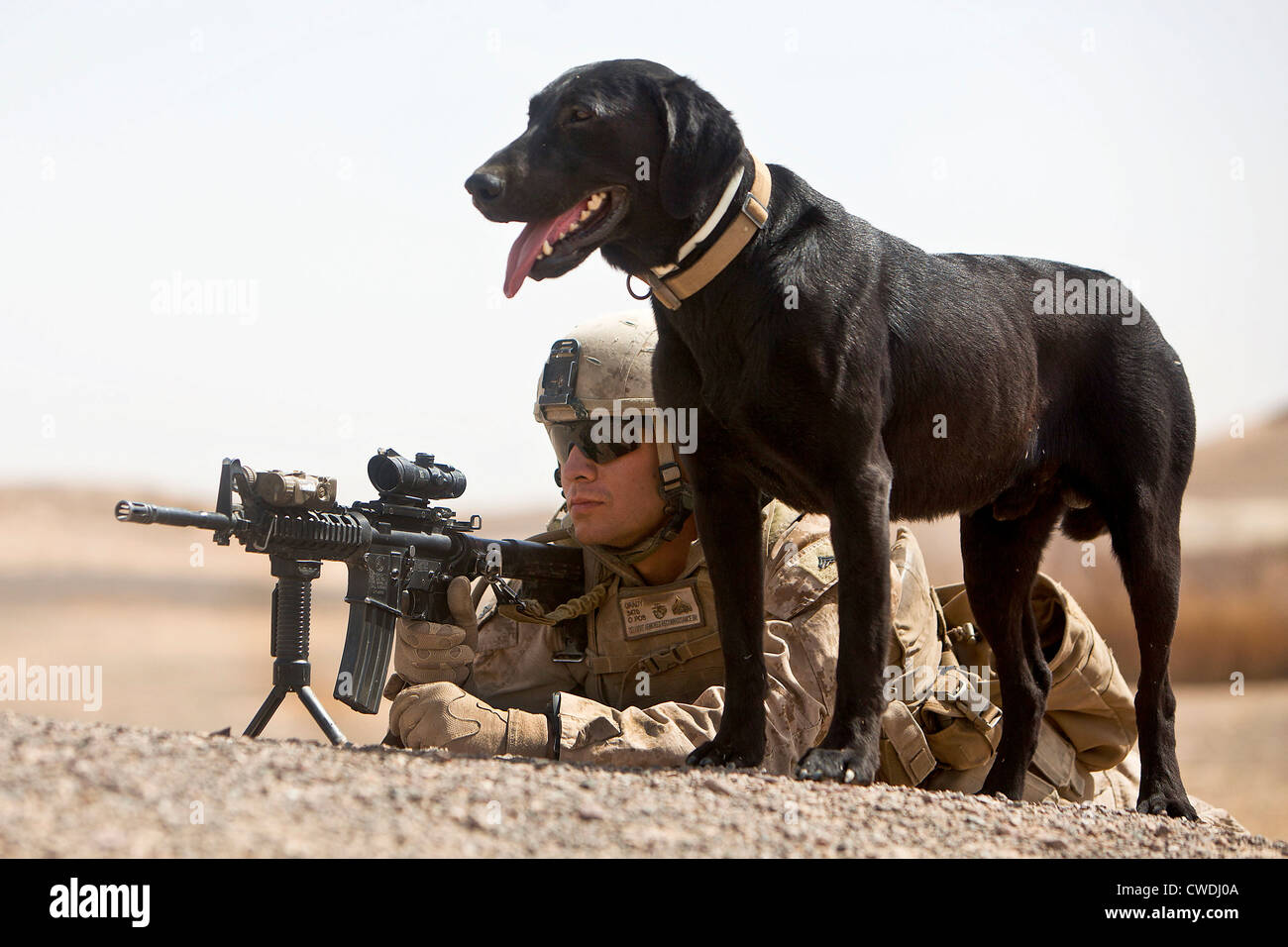 Ein US-Marine Hundeführer und Punkt Mann mit Ace, einem improvisierten Sprengkörpern Erkennung Hund, post Sicherheit während einer abgesessene Patrouille 27. April 2012 im Bezirk Khan Neshin, Afghanistan. Stockfoto