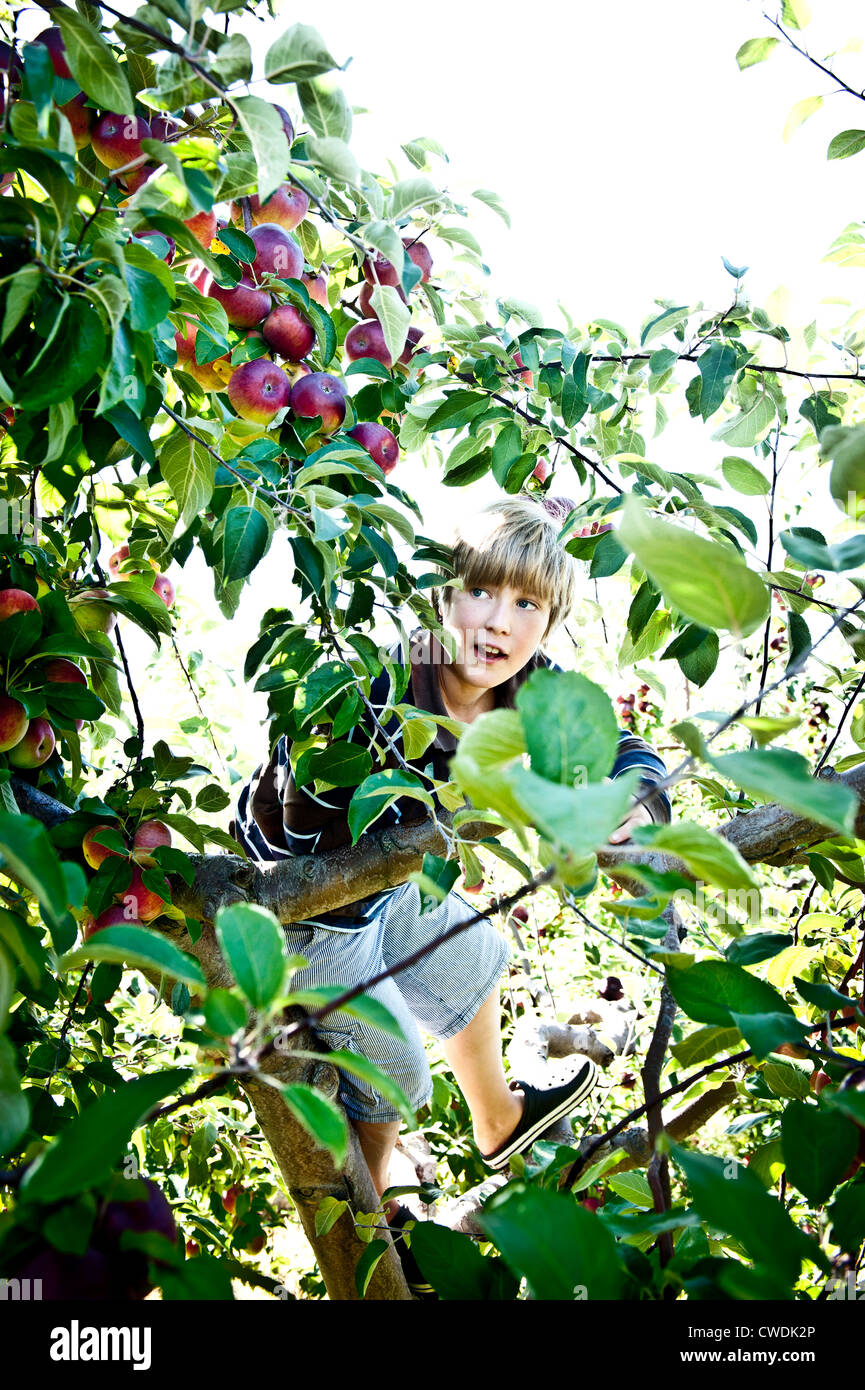 ein Junge sucht nur die Righ Apple hoch oben in einem Baum Stockfoto