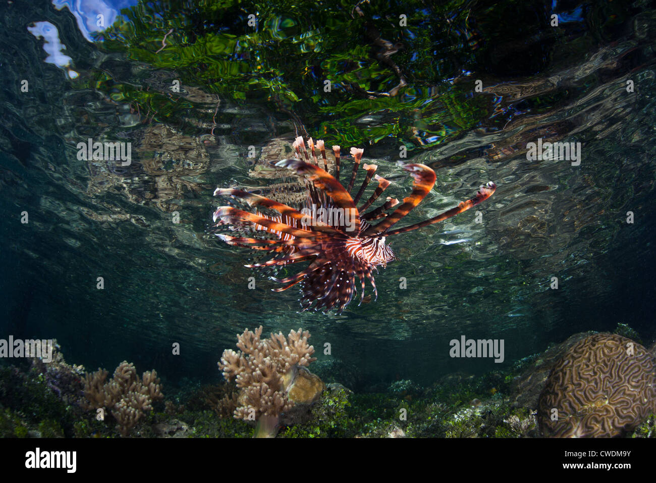 Ein Rotfeuerfisch Pterois Volitans schwimmt unter dem Vordach von einem Mangrovenwald, der eine Kalksteininsel Fransen. Stockfoto