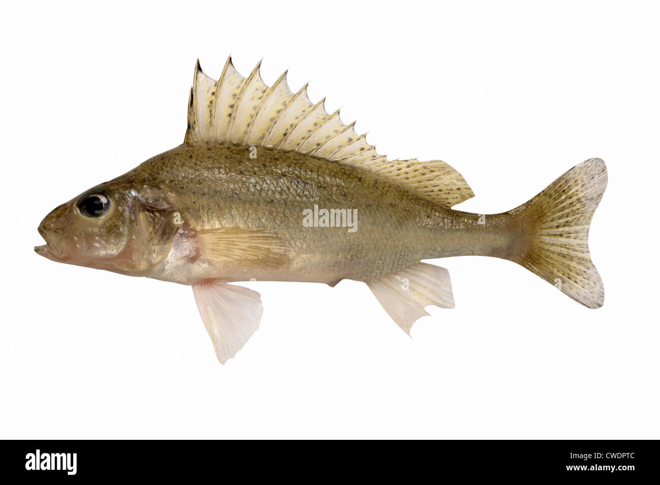 Eurasische Ruff (Gymnocephalus Cernuus) oder es ist einfach Ruff - die Süßwasserfische isoliert auf einem weißen Hintergrund. Stockfoto