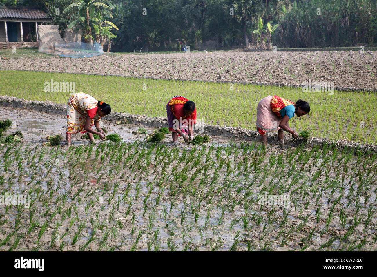 Frauen in ländlichen Gebieten arbeiten in Reis Plantage in Kumrokhali, West-Bengalen, Indien am 14. Januar 2009. Stockfoto