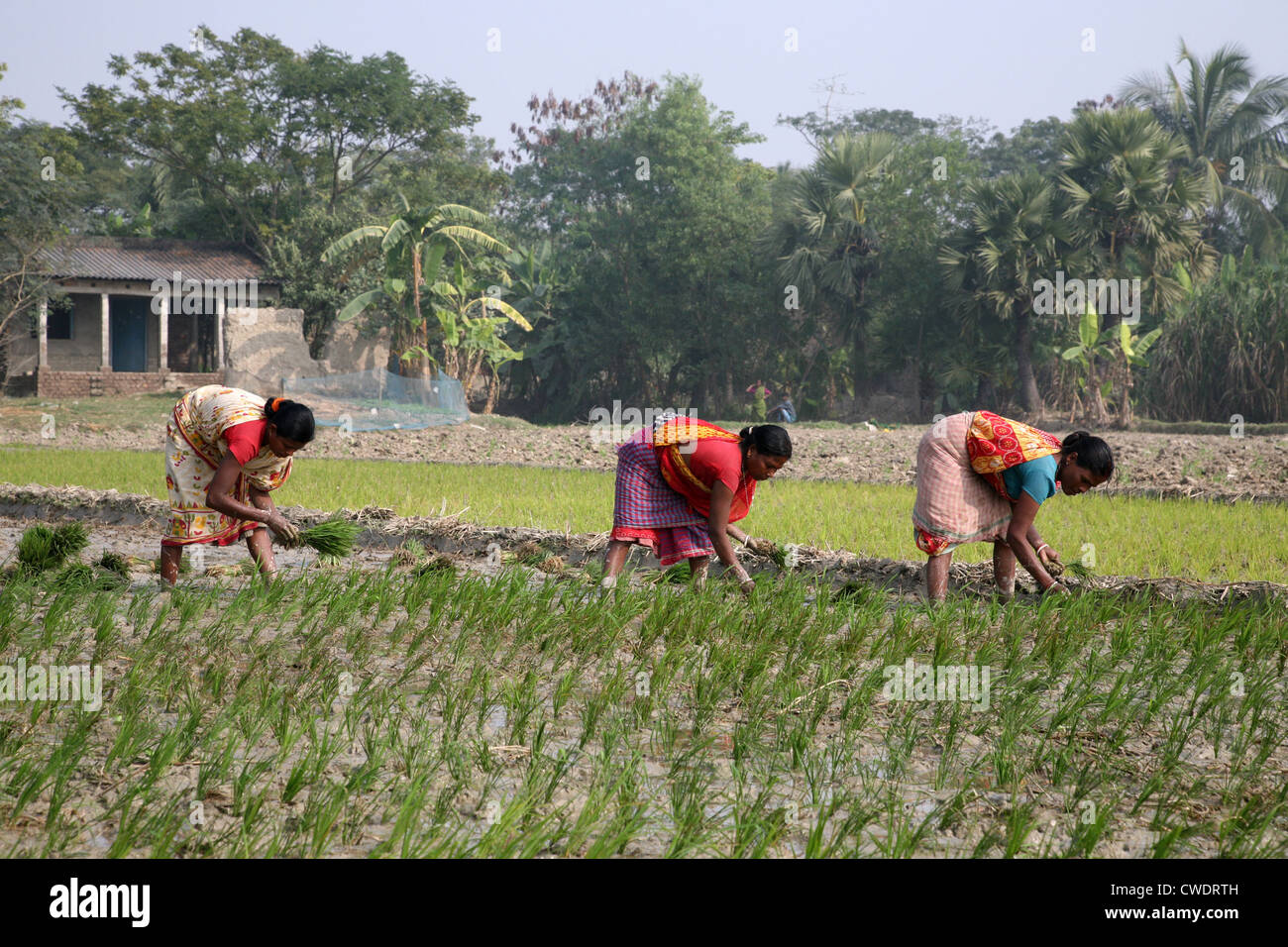 Frauen in ländlichen Gebieten arbeiten in Reis Plantage in Kumrokhali, West-Bengalen, Indien am 14. Januar 2009. Stockfoto