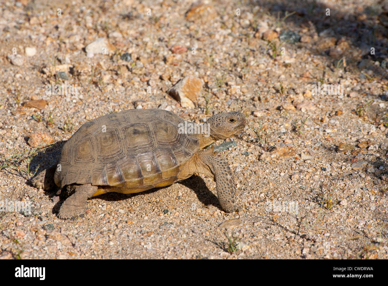 Agassiz Wüste Schildkröte Gopherus Agassizii Mohave Wüste zu bewahren, Kalifornien, Vereinigte Staaten 15 können Erwachsene Eischwiele Stockfoto