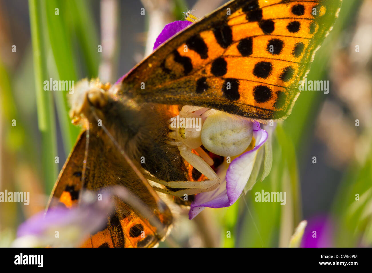 Goldrute Krabbenspinne - Misumena Vatia, hält seine Beute, ein Fritillary Schmetterling - Argynnis sp. Stockfoto