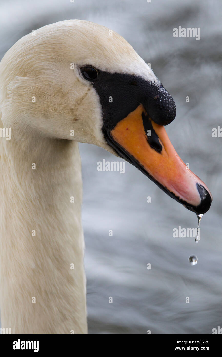 Nahaufnahme des Kopfes ein Höckerschwan (Cygnus Olor) mit Wasser tropft aus seinem Schnabel Stockfoto