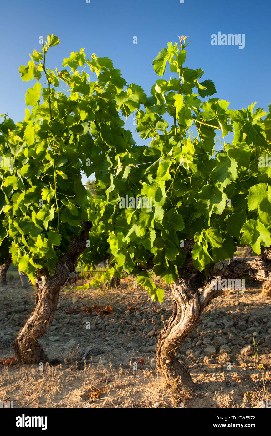 Reifen Sie Weinreben in der Nähe von Roussillon, im Luberon, Provence Frankreich Stockfoto