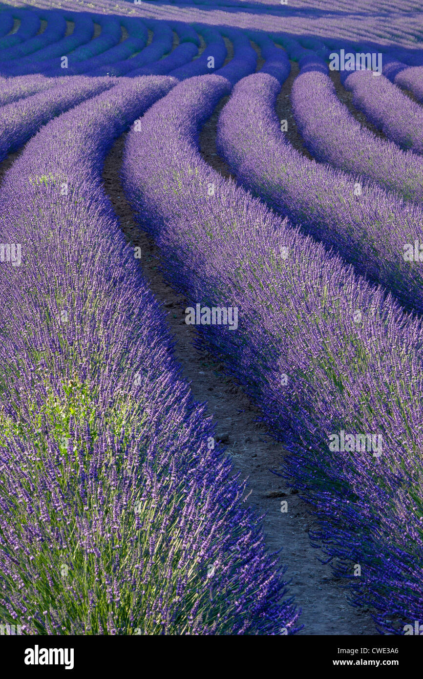 Kurvige Lavendelfeld in der Nähe von Roussillon im Luberon, Provence Frankreich Stockfoto