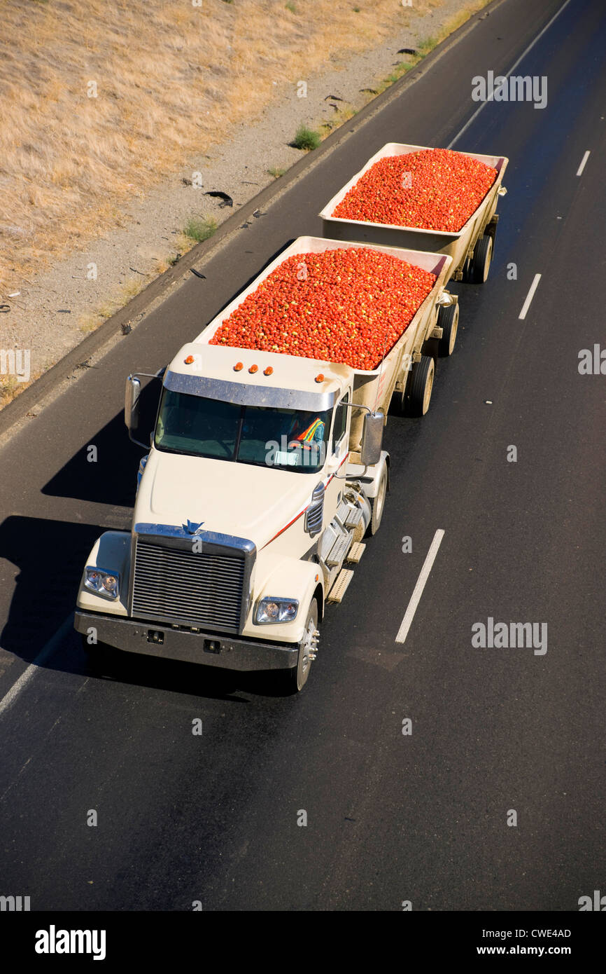 Ein Transport-LKW schleppt Obst durch die Wüste Stockfoto