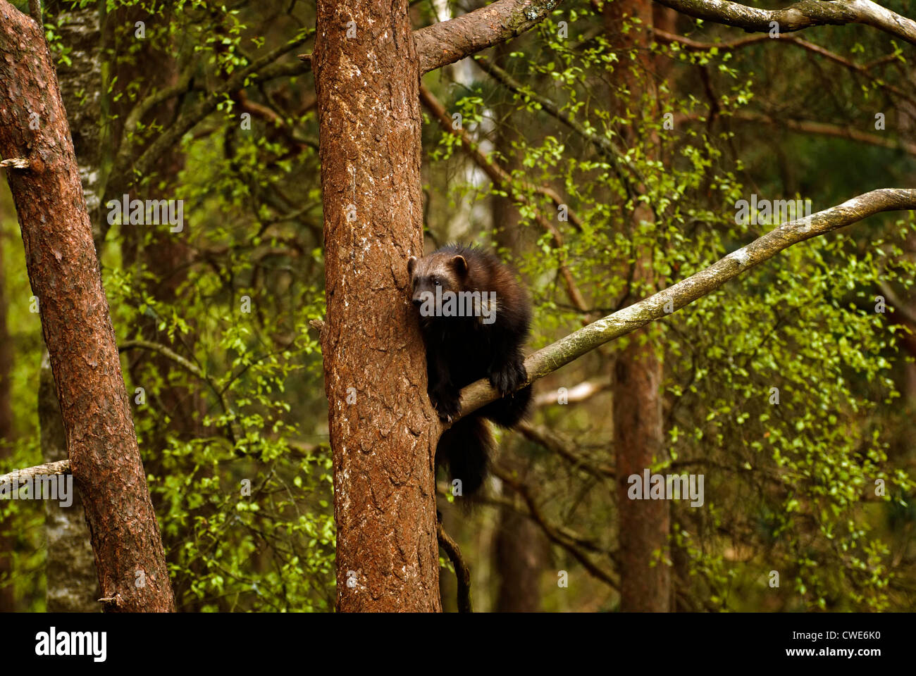 Wolverine in einem Baum im Kristiandsand Zoo. Stockfoto