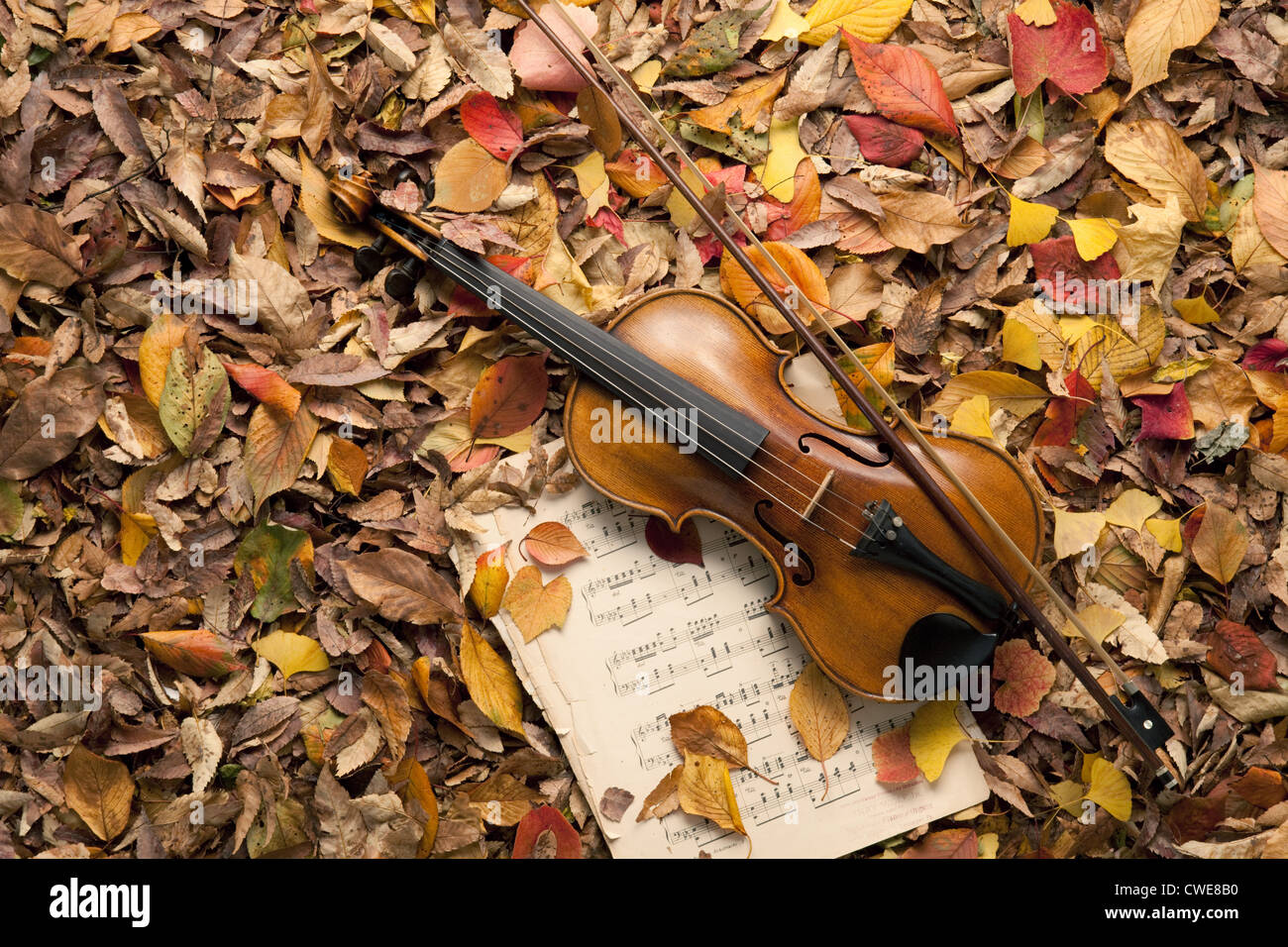 Violine und Notenblatt In Laub Stockfoto