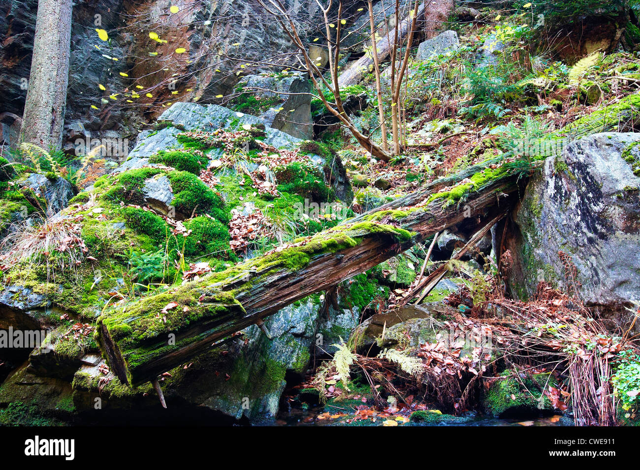 umgestürzten Baum - Urwald Stockfoto