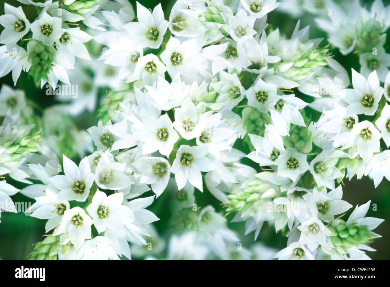 Blumenstrauß, Nahaufnahme Stockfoto