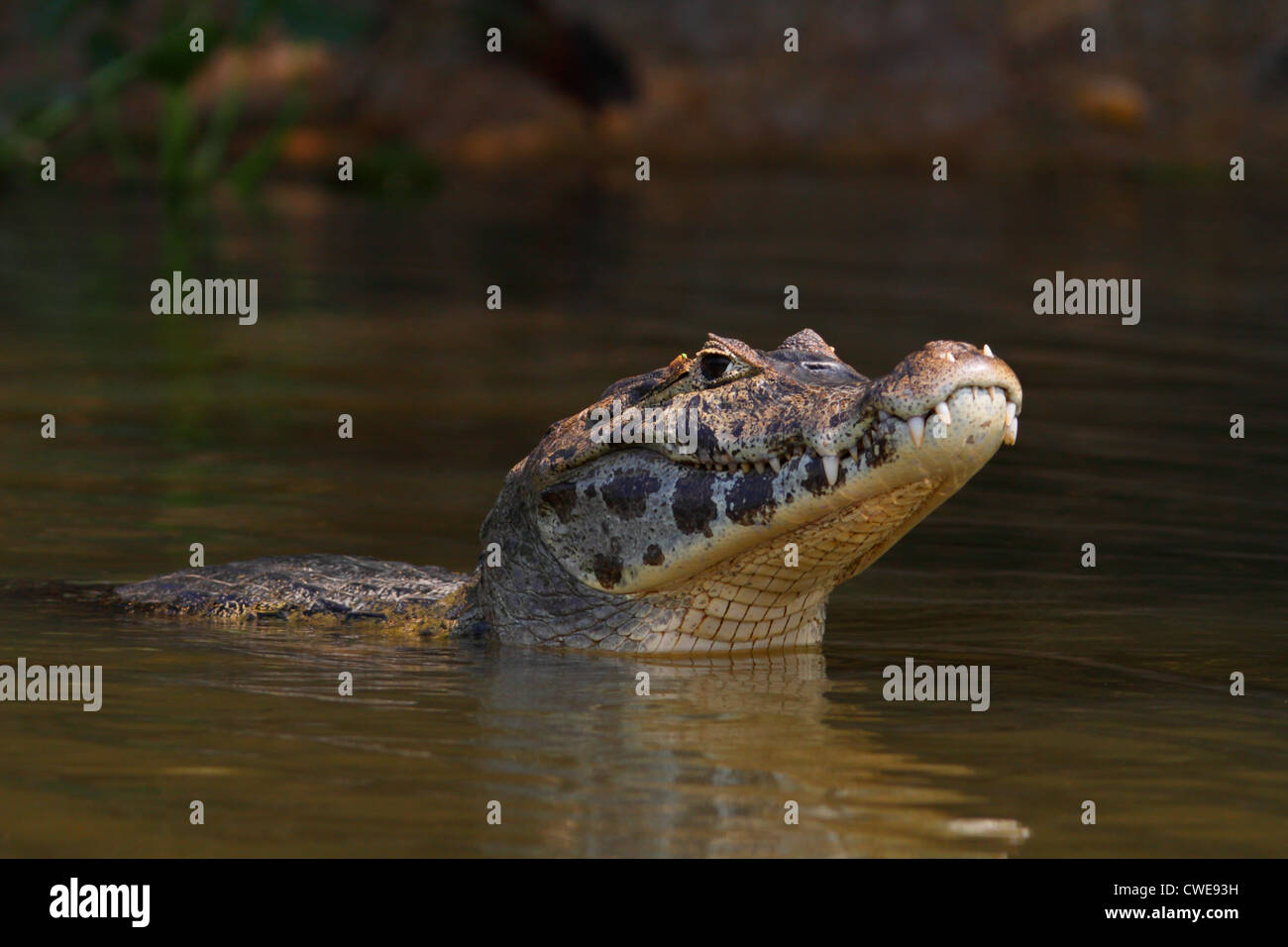 Jacare Cayman im nördlichen Pantanal, Brasilien Stockfoto