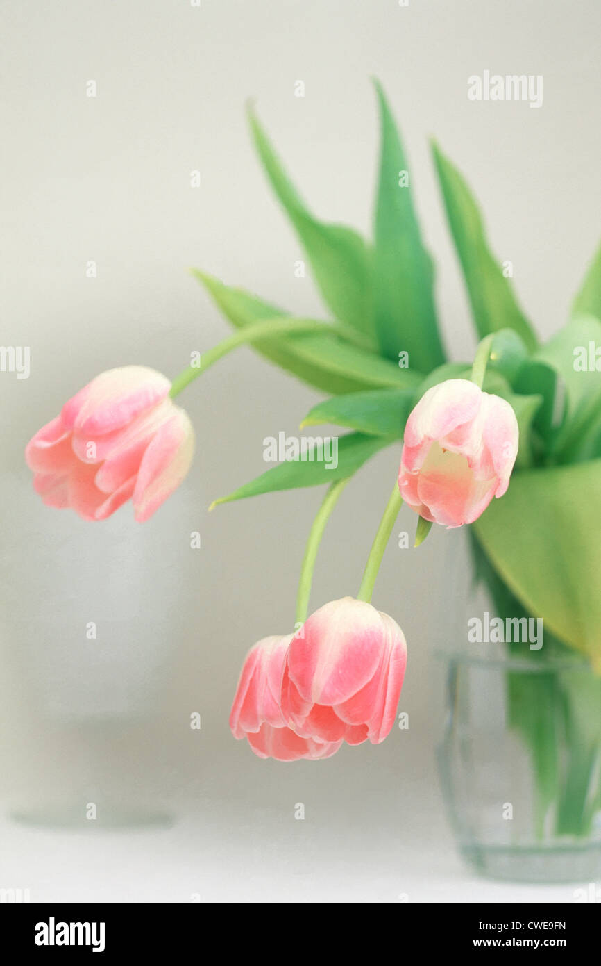 Tulpen In Glasvase Stockfoto