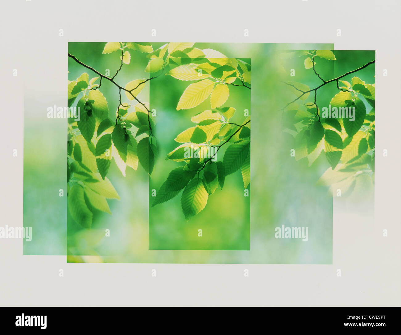 Grüne Blätter In Frames auf einfarbigen Hintergrund Stockfoto