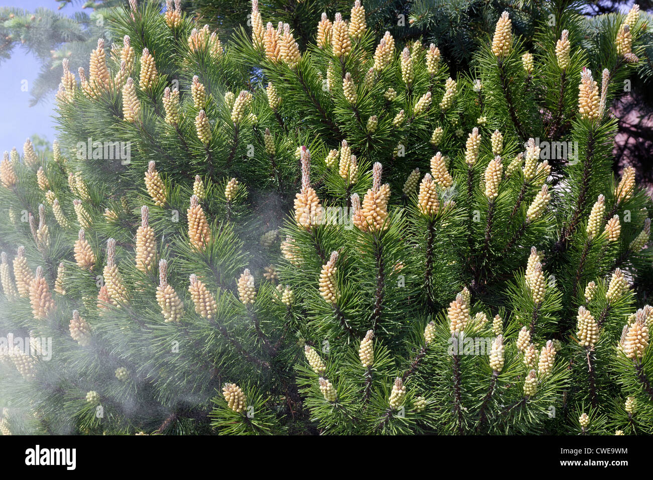 Vergießen von Pollen aus den Blüten des Frühlings dekorative Kiefer Baum Hintergrund. Selektiven Fokus. Zerstreute Allergene Konzept Stockfoto