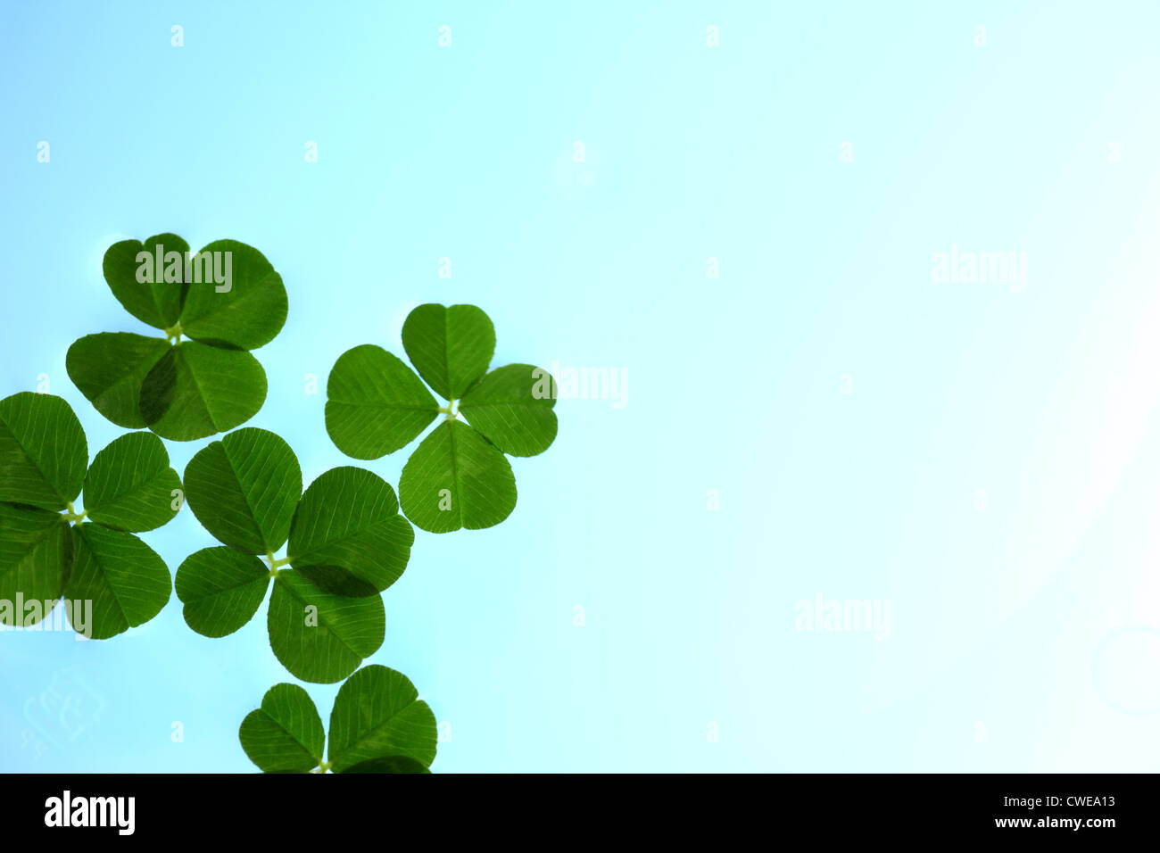 Hellen vierblättriges Kleeblatt auf blauen Gradienten Hintergrund Stockfoto