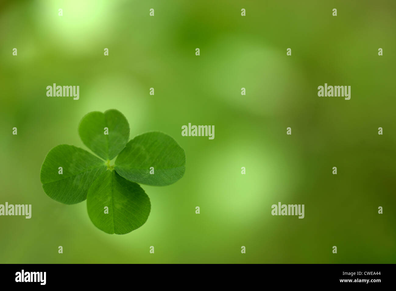 Vierblättriges Kleeblatt, Nahaufnahme Stockfoto