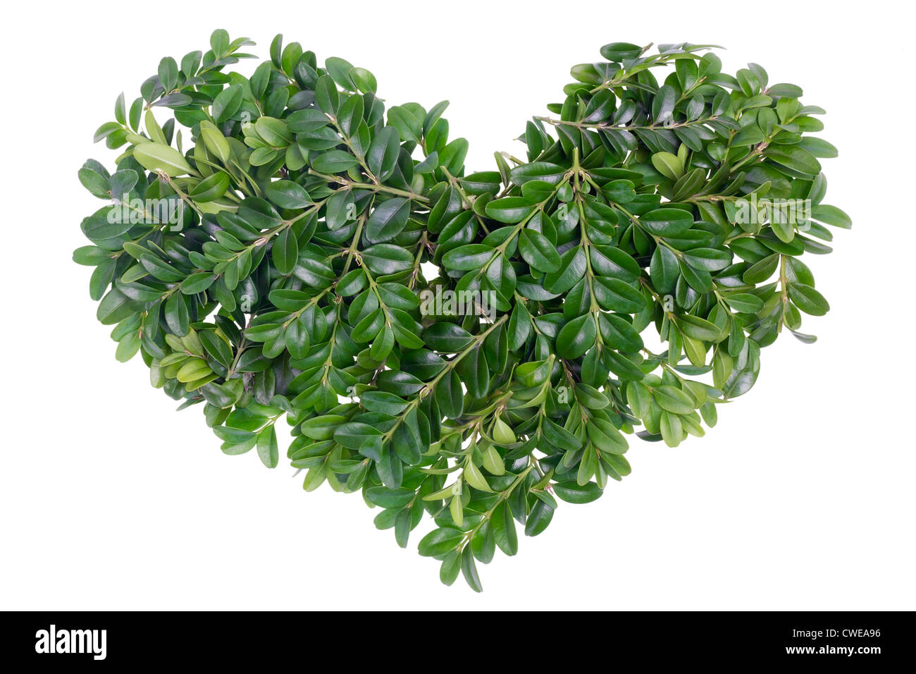 Weihnachten-grünes Herz-Konzept von immergrüne Pflanze Buchsbaum. Isoliert, selektiven Fokus Stockfoto