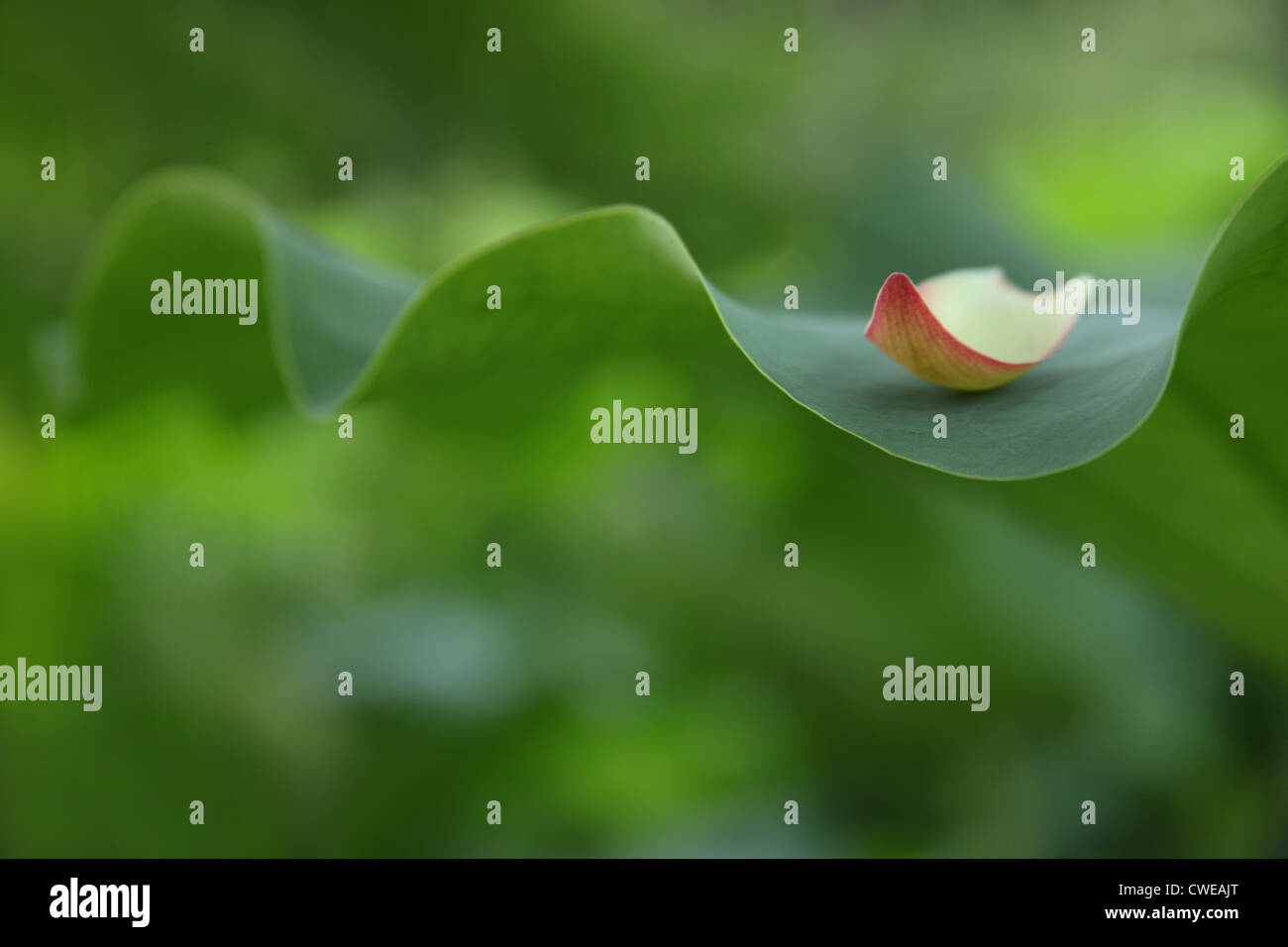 Lotus Blume Blütenblatt auf Lotusblatt, Nahaufnahme Stockfoto