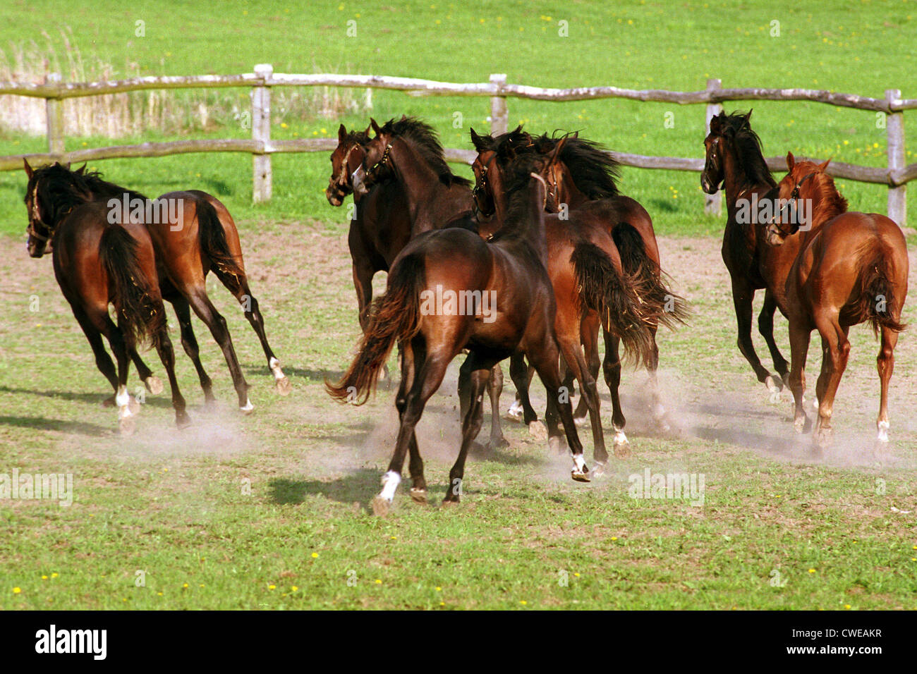 Görlsdorf, Pferde galoppieren auf der Weide Stockfoto