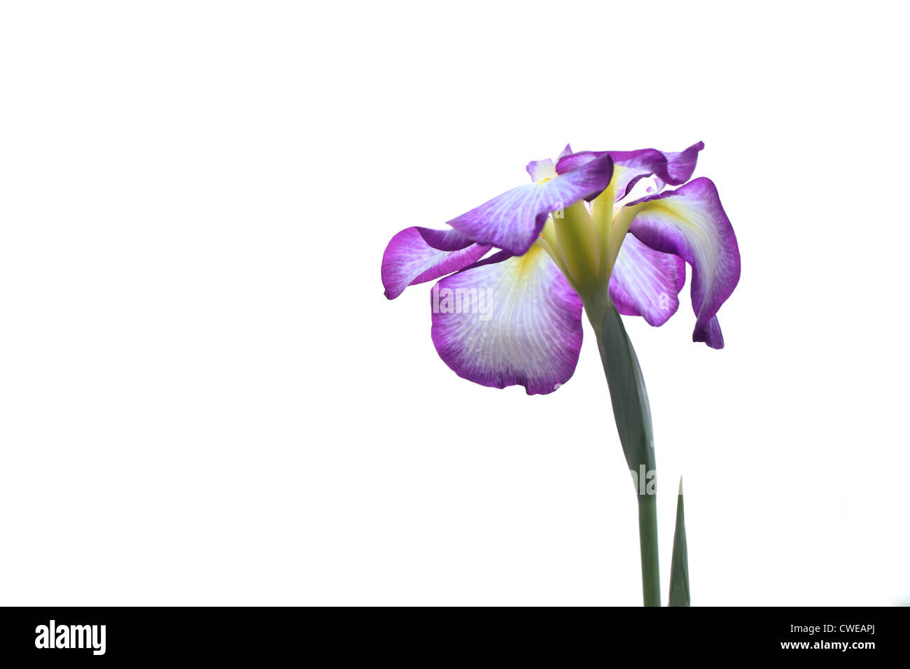 Lila Blüten auf weißem Hintergrund Stockfoto