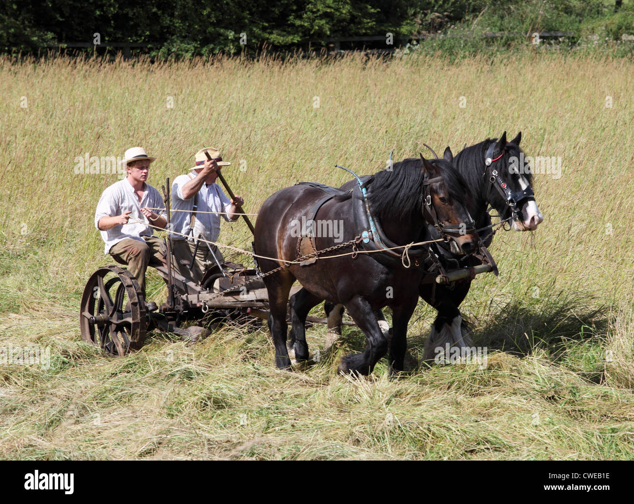 Schwere Gespann Mähen Heu Beamish Museum, Nord-Ost-England, UK Stockfoto
