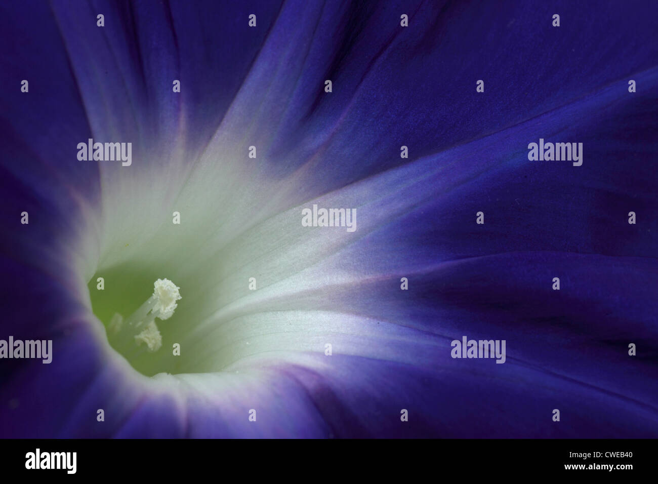 Extreme Nahaufnahme Blume, Makro-Bild Stockfoto