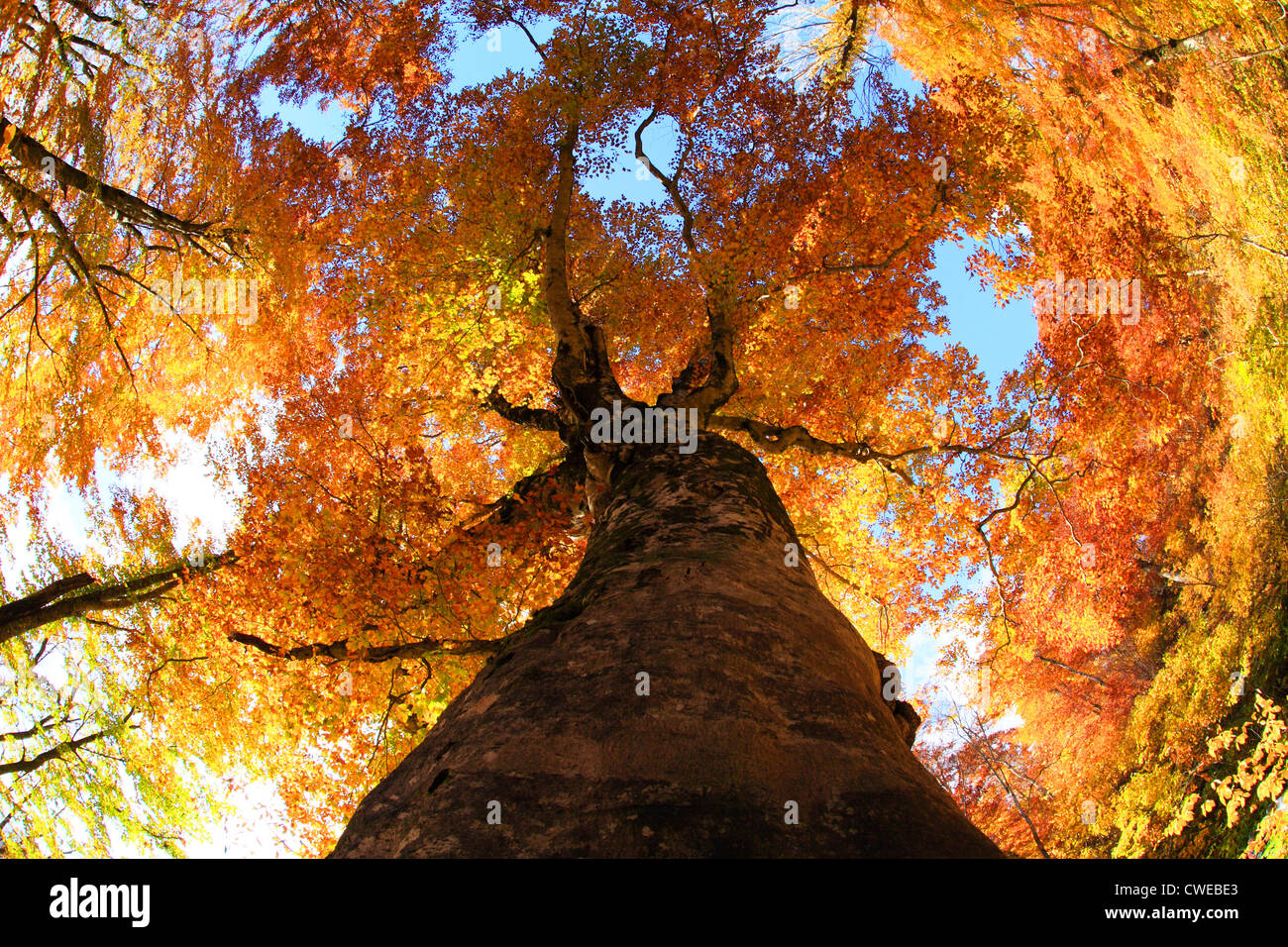 Großer Baum im Herbst Stockfoto