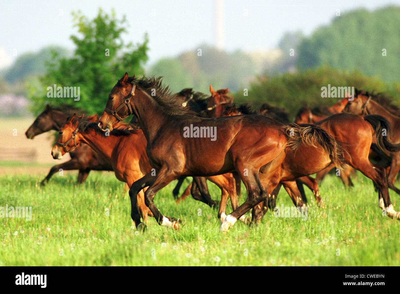 Graditz Pferde galoppieren auf der Weide Stockfoto